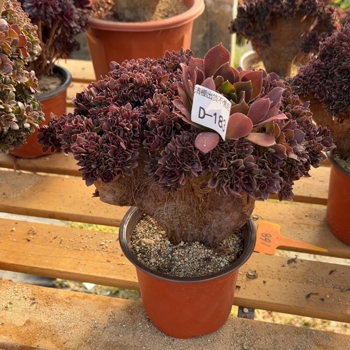 183 玫瑰自然朵缀带断枝宽26 公分