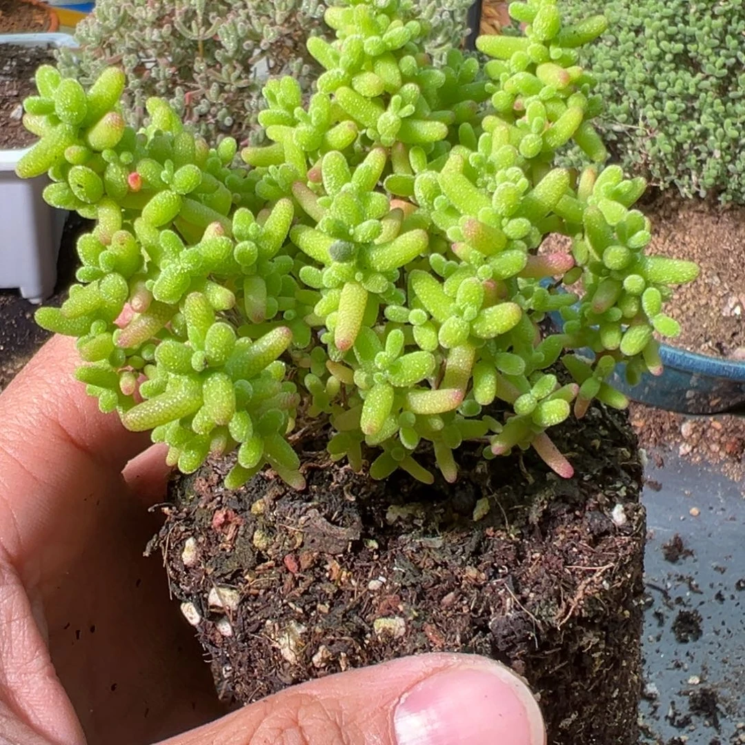 橘子糖90杯老桩福利