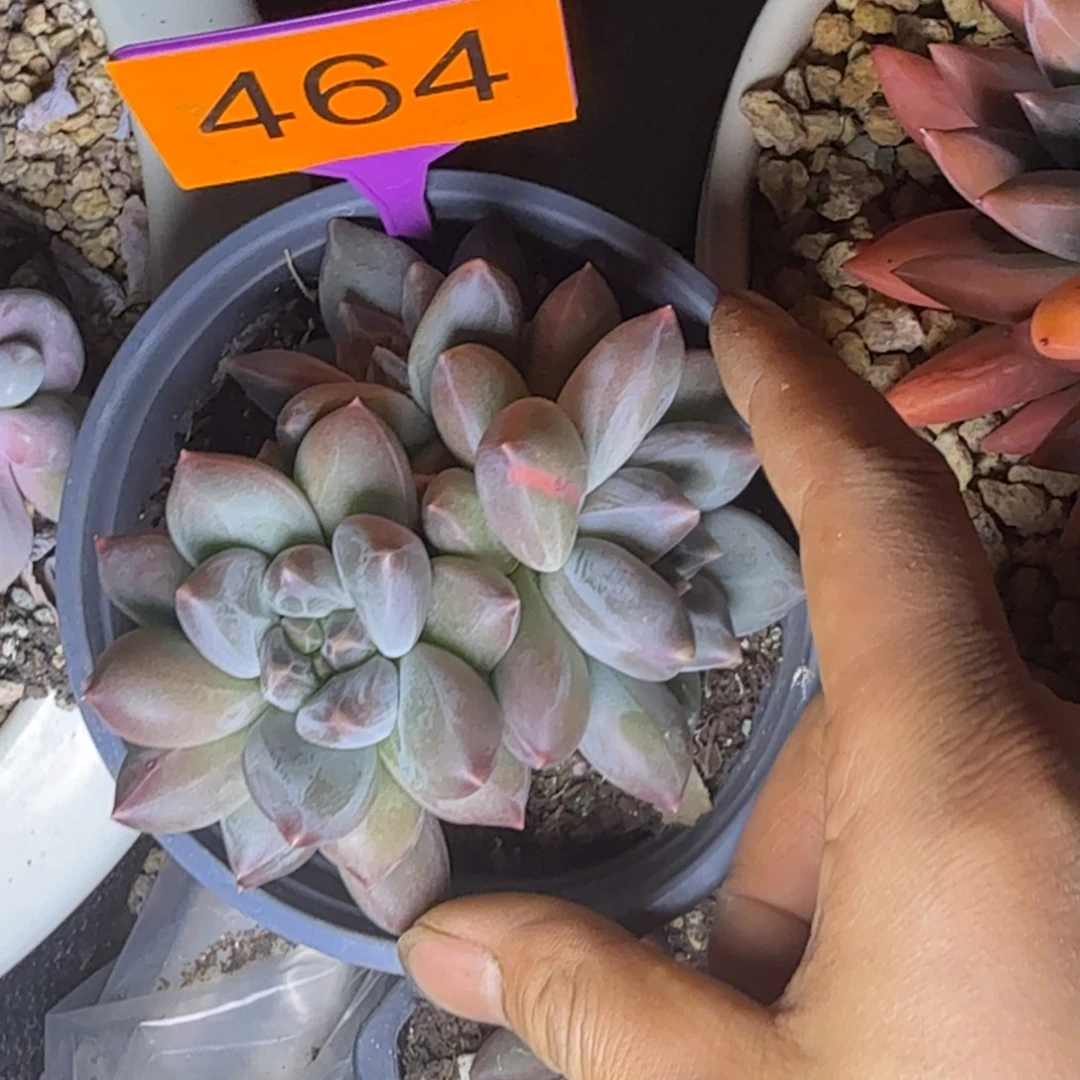 多肉植物重楼群464