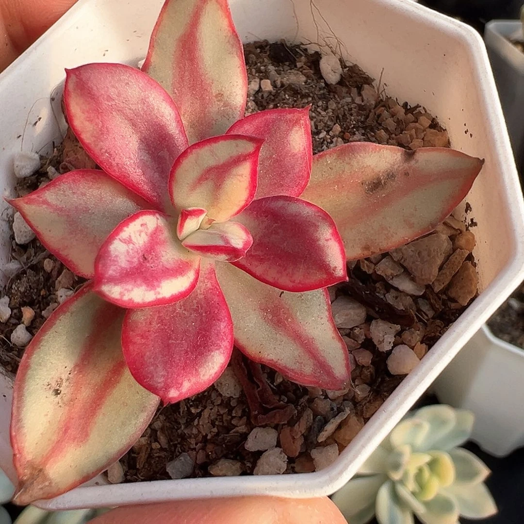 龙骨红丝锦  小方花圃一物一拍