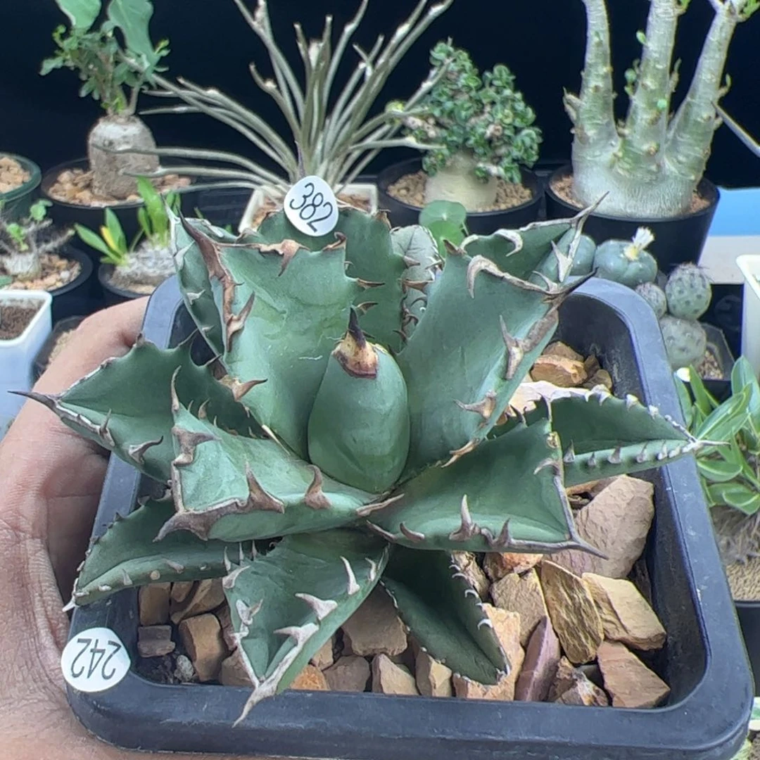 姬仁王冠一物一拍默认脱土发