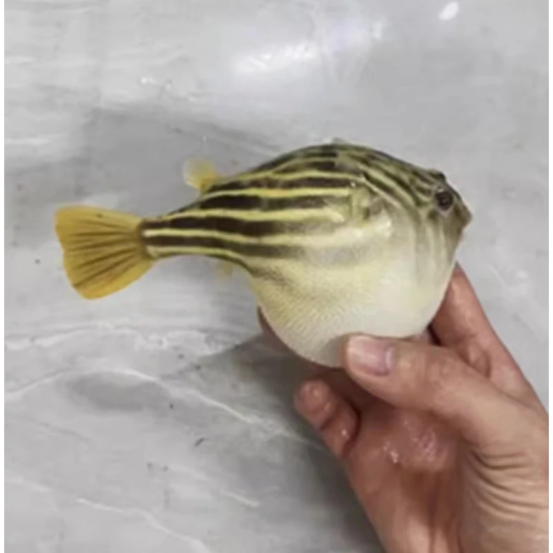 斑马狗头鱼淡水河豚会鼓泡泡