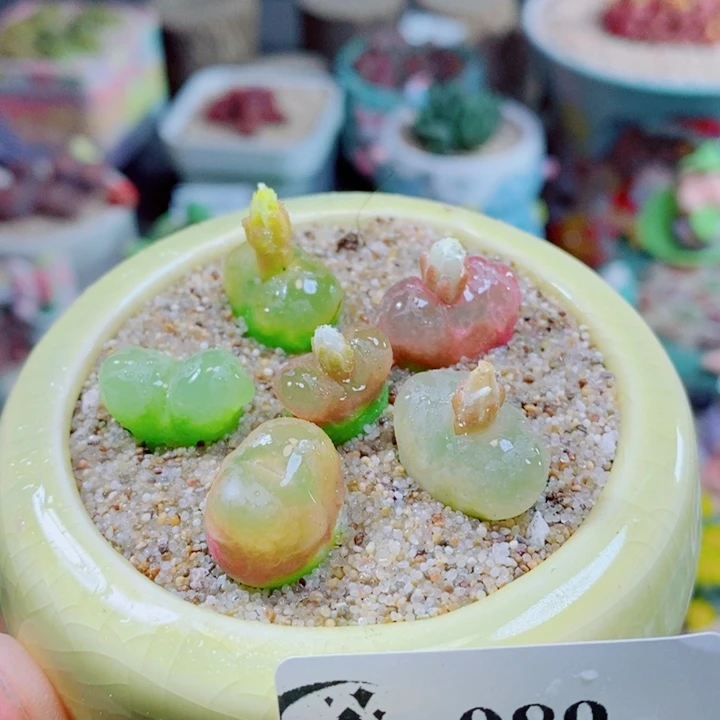 生石花花花花花花花989