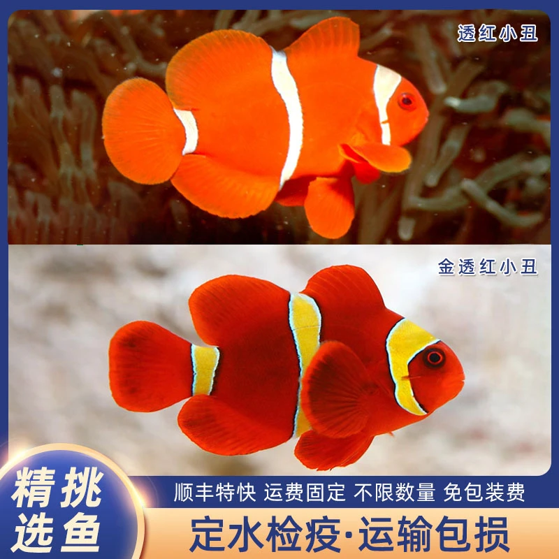 透红小丑金透红小丑小丑鱼野生尼莫红色海水观赏鱼观赏鱼定水检疫