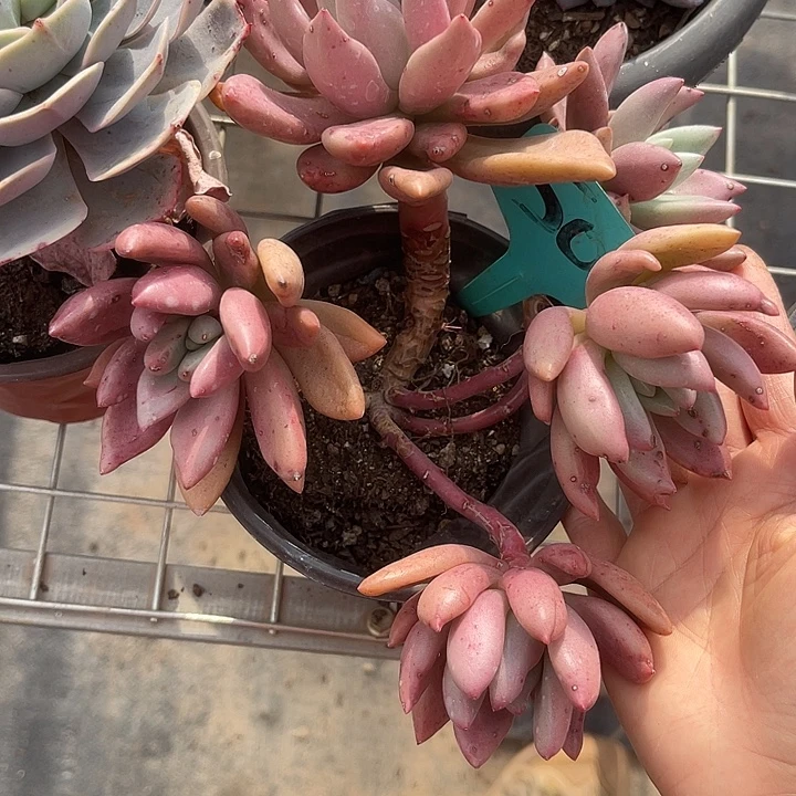 两单包邮，一物一拍504桃花缘