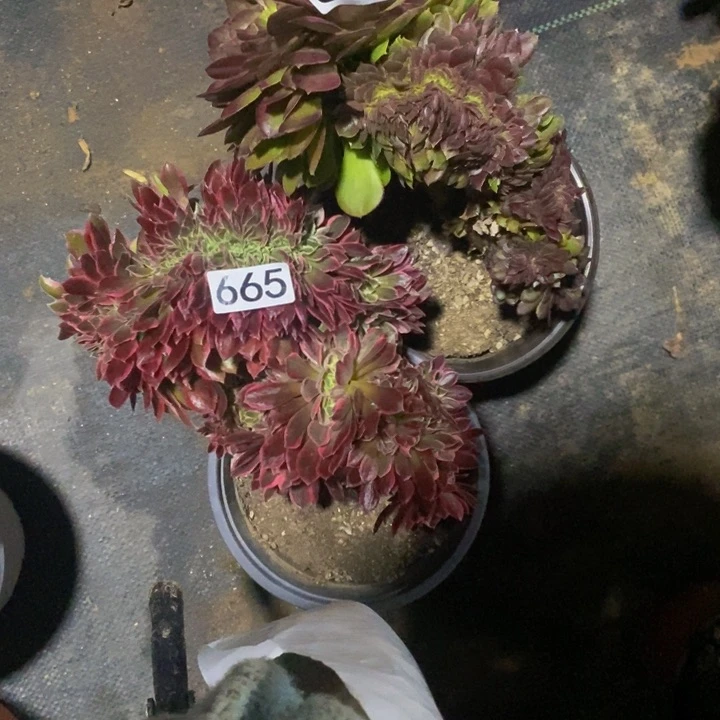 淡**笑664 665 法师缀化2颗