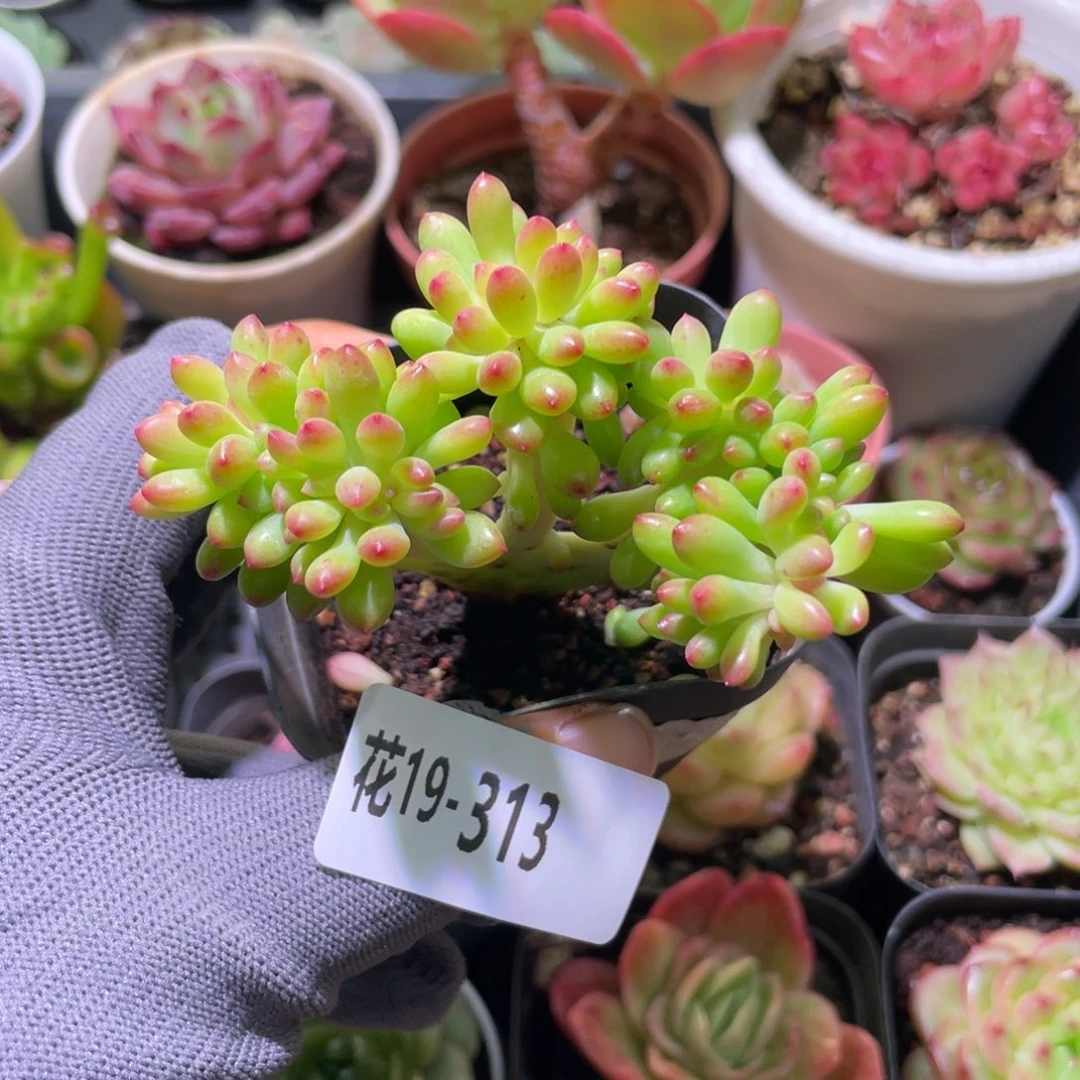 花利美19-313青松缀化