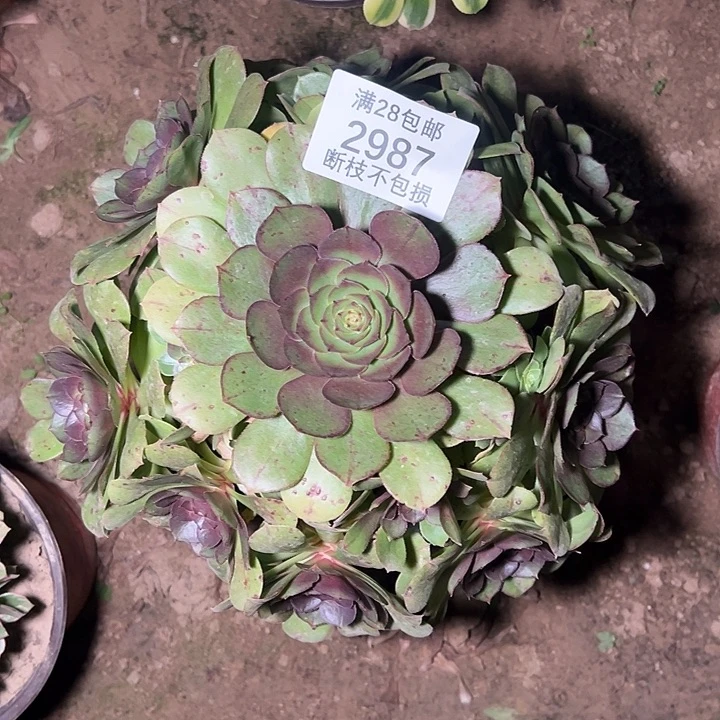 2987红心万圣节多肉植物