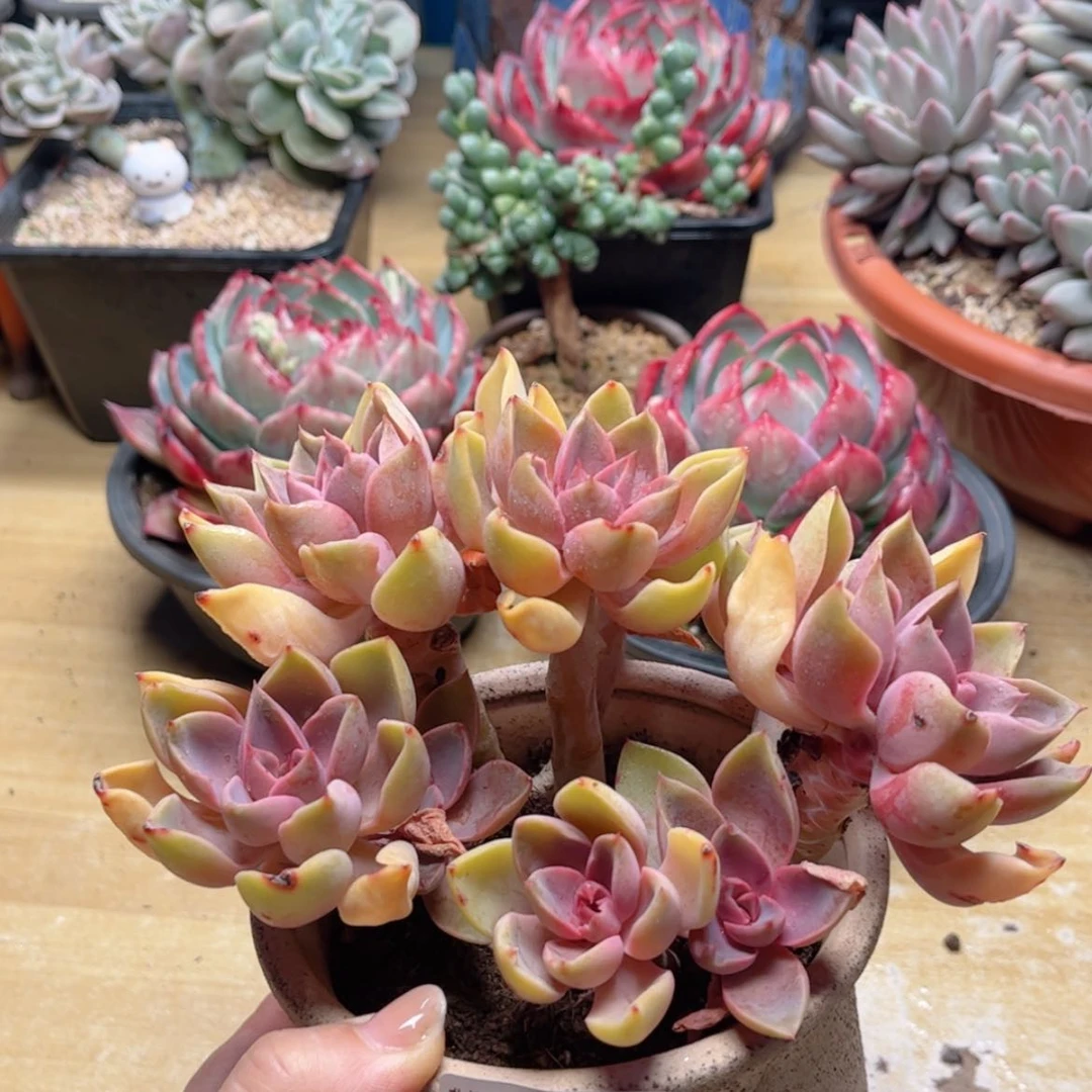 【闪购商品】2754紫气东来