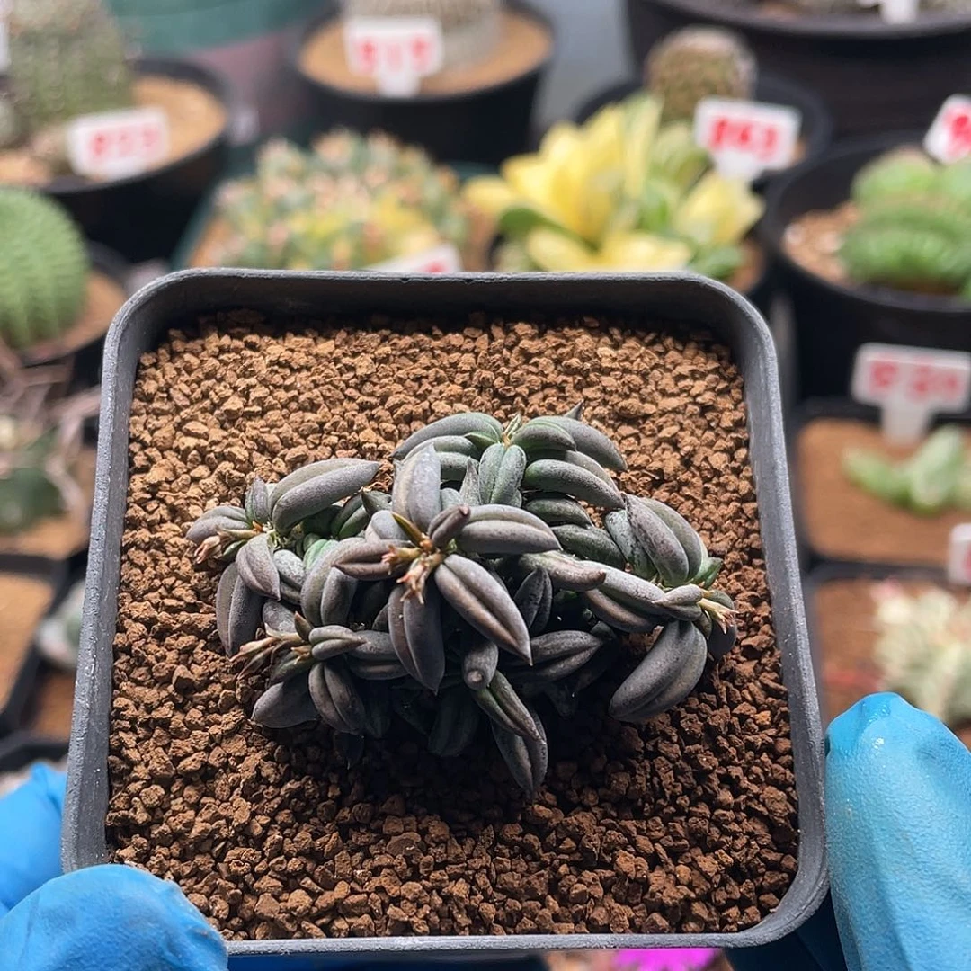 实生丸叶聚叶雀舌麒麟