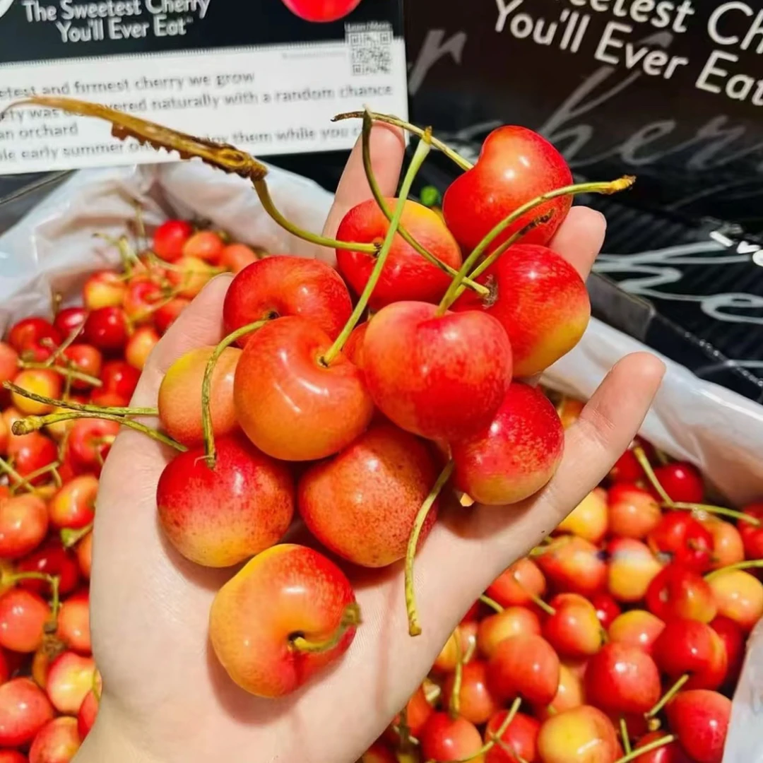 智利空运雷尼尔 黄金车厘子 J-4J/礼盒4.4斤装1斤顺丰/内附果径卡