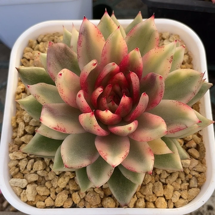 黑玫瑰锦一物一拍