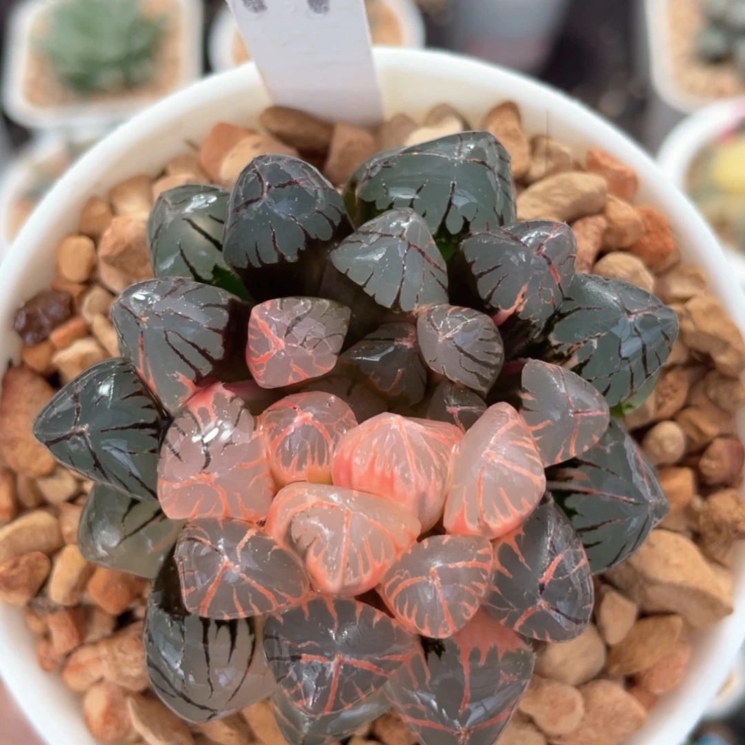 19红太阳锦。
