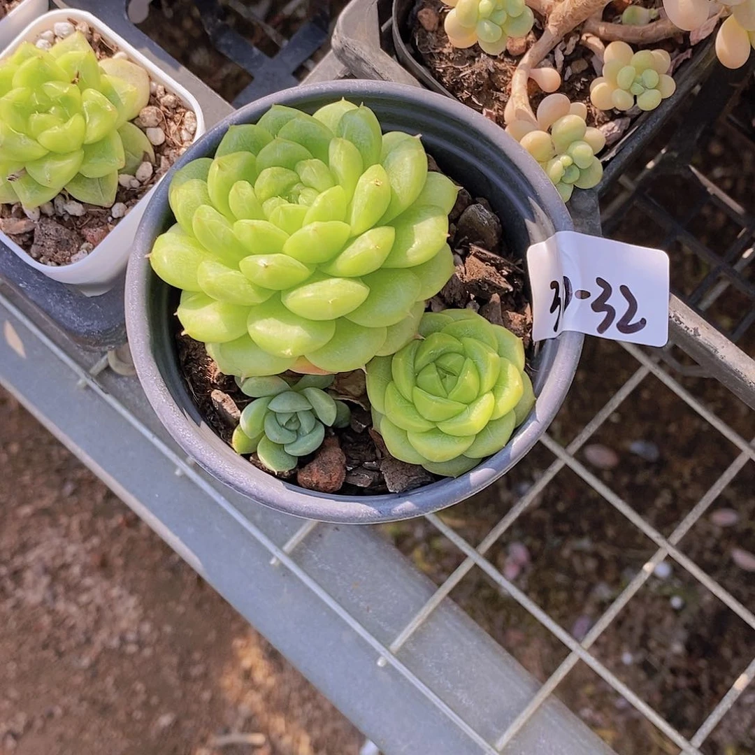 30-32- 孤品 珍妮福利一颗 一物一拍