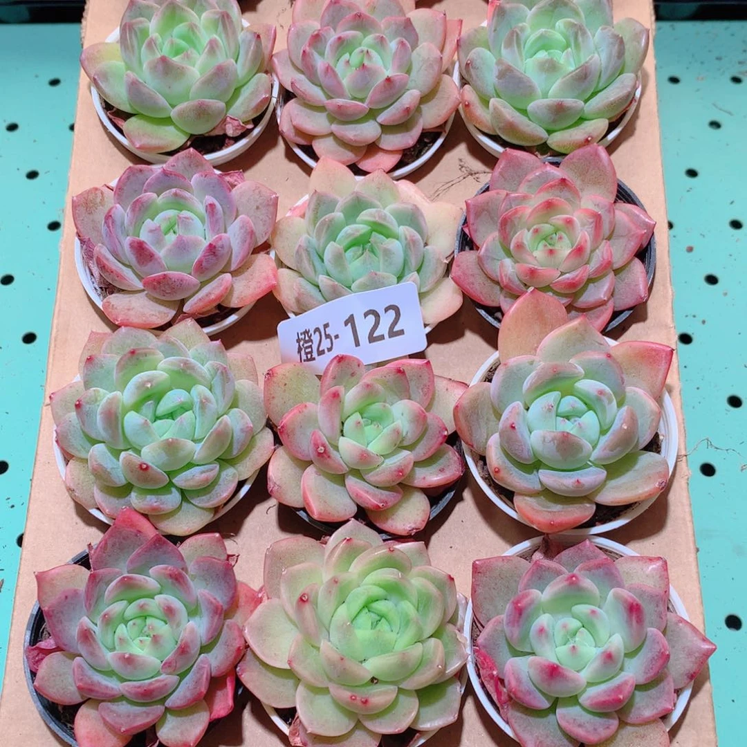 25-122一物一拍多肉带盆18颗