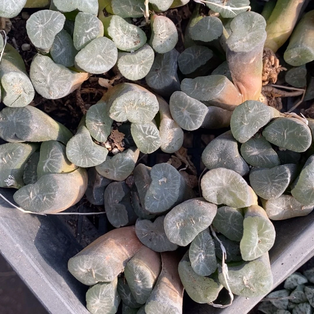 2208 一颗实生超大窗万象 超级福利