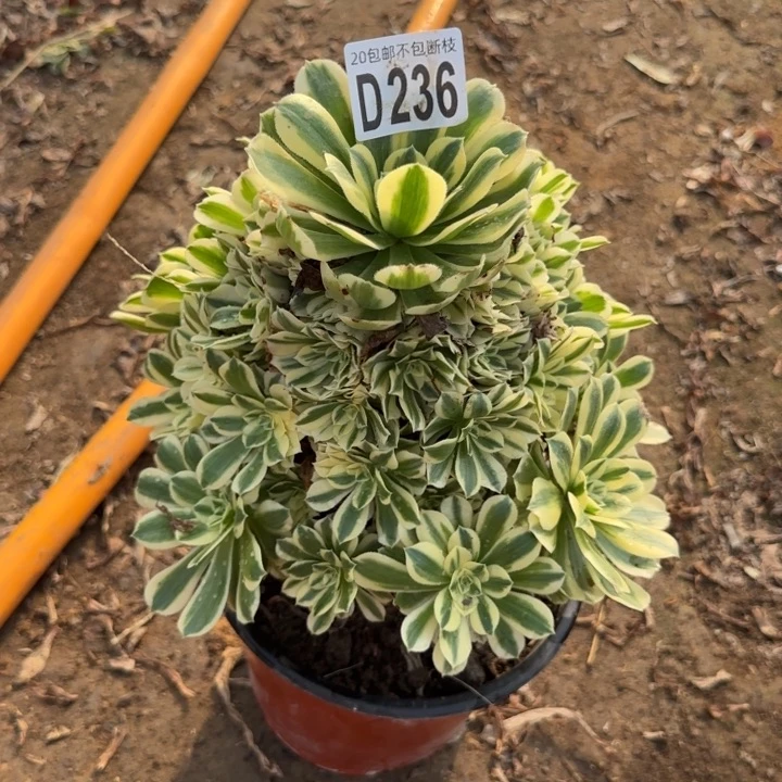 迈巴赫……多肉植物……