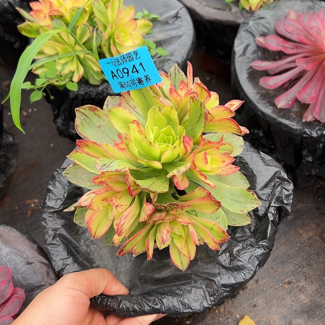 0941多肉植物荷花