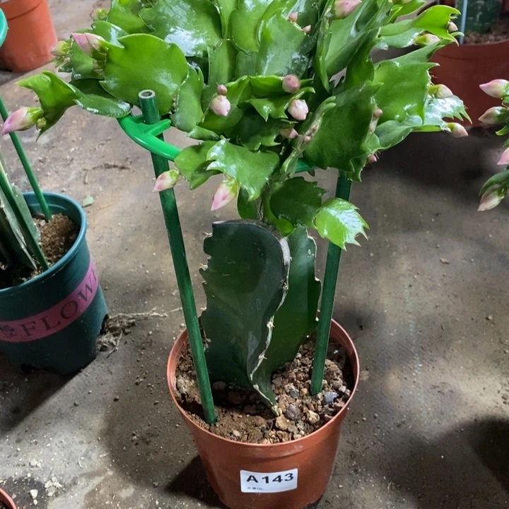 当前无花栽培后可以开花?***g143嫁接073