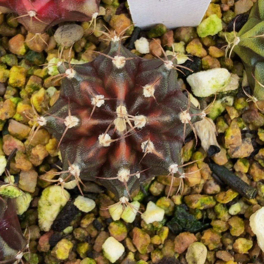 当前无花朵，栽培后可花朵