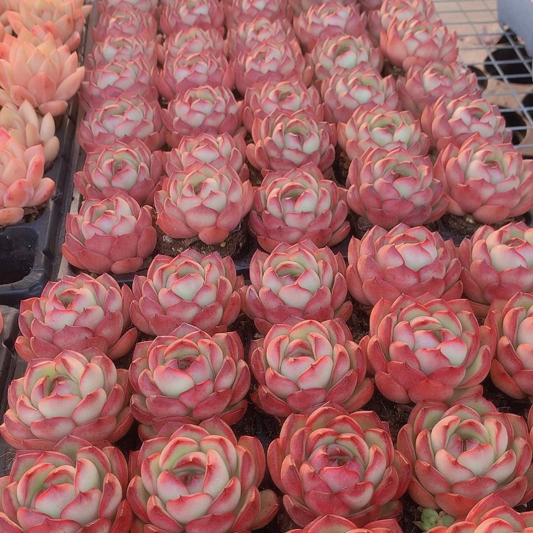 三颗花田错3456788999000