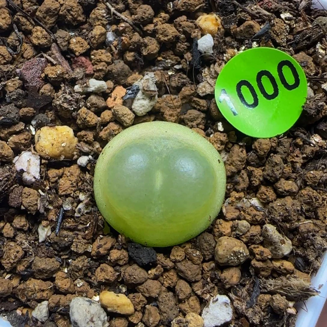 拉登1.4+多肉植物1000