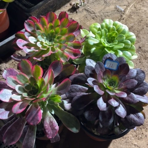 172多肉植物组合