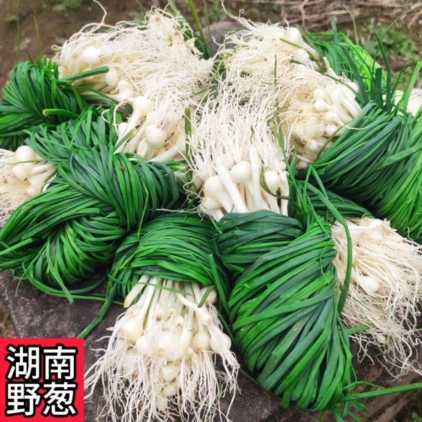 湖南新鲜野葱大葱藠头现挖农家香葱香蒜野生蔬菜小根野菜野葱胡葱