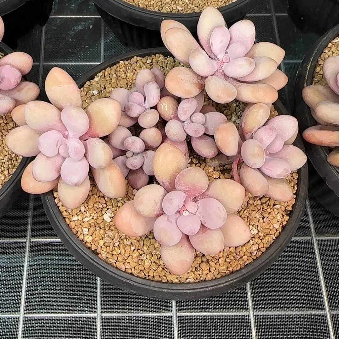 从前慢花园精选亚美奶酪