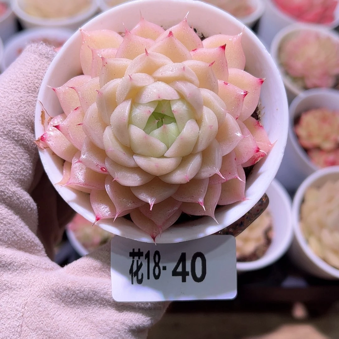 花利美18-40麦秆单头