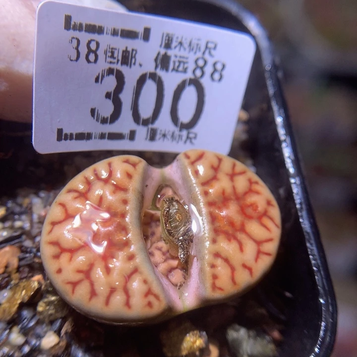 Sss 精品生石花300