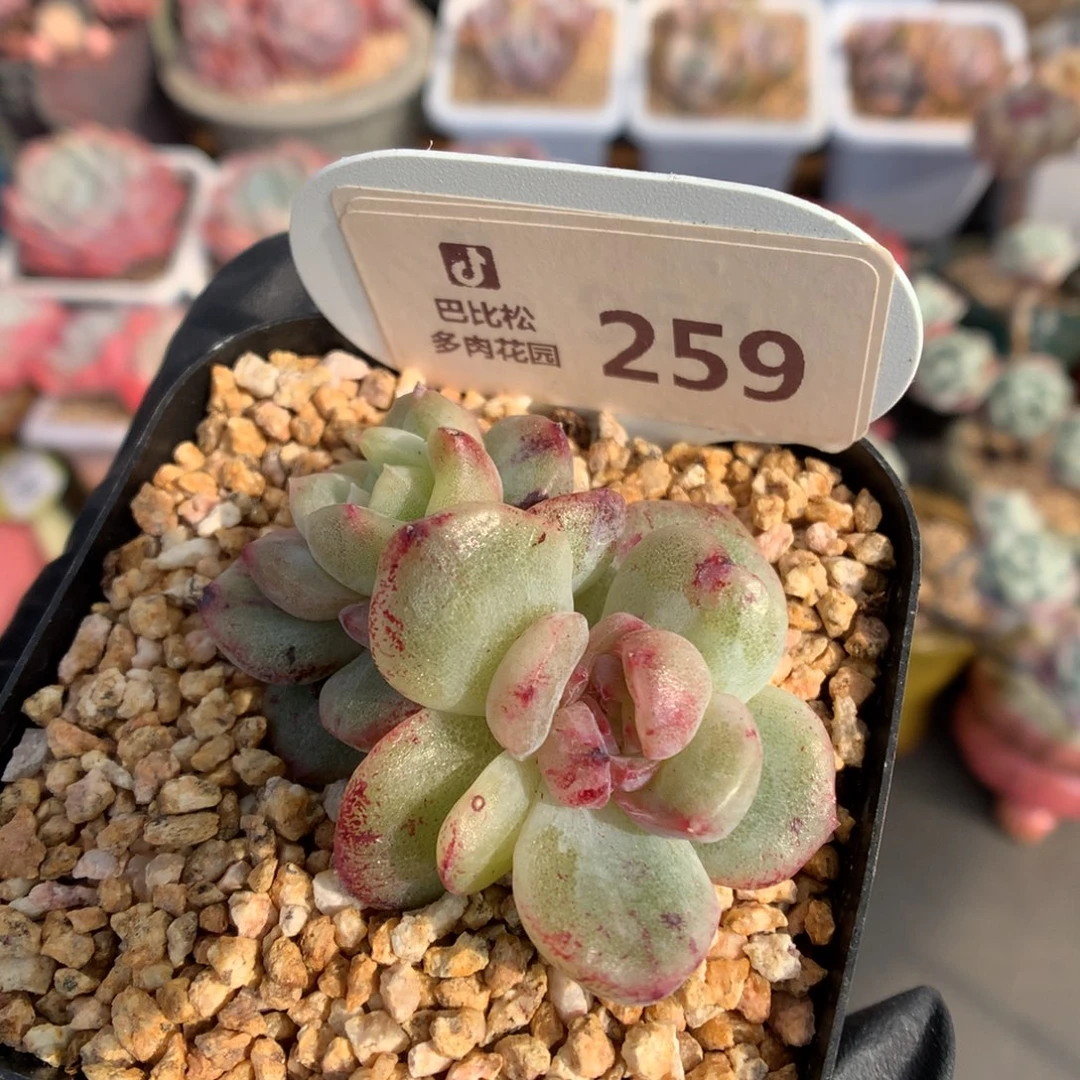259 珍妮石化多肉