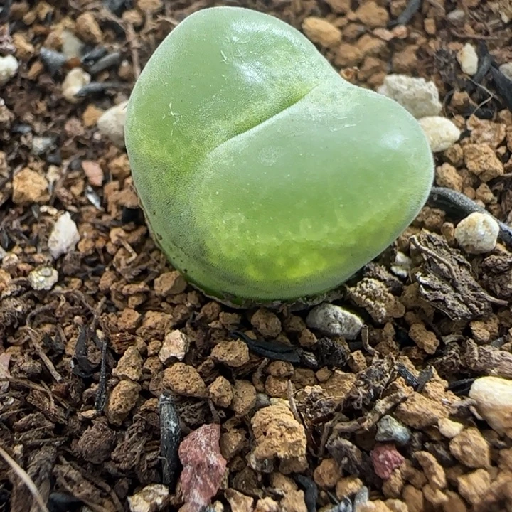 夏***阳多肉植物绿安格59号