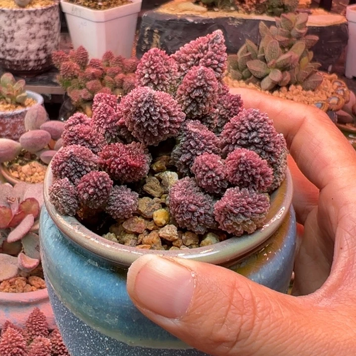 吉祥如意等名家名作和