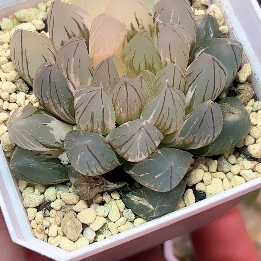 龙爪母本锦十二卷多肉