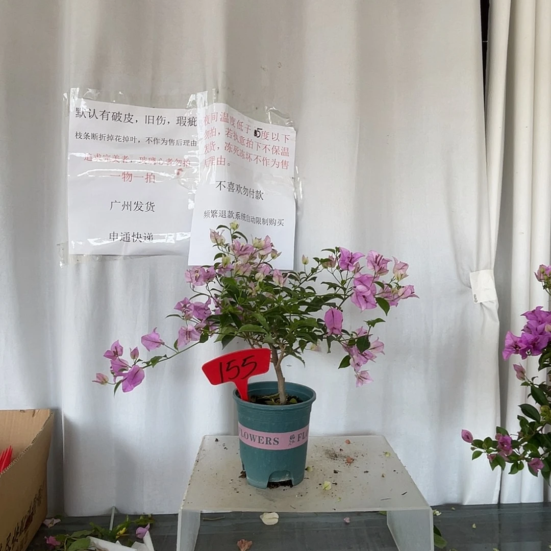 当前无花栽培后可以开花155绿叶雪紫扦插苗