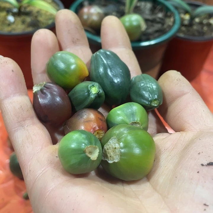 张***哥完全开放君子兰四季开花稀释甲醛