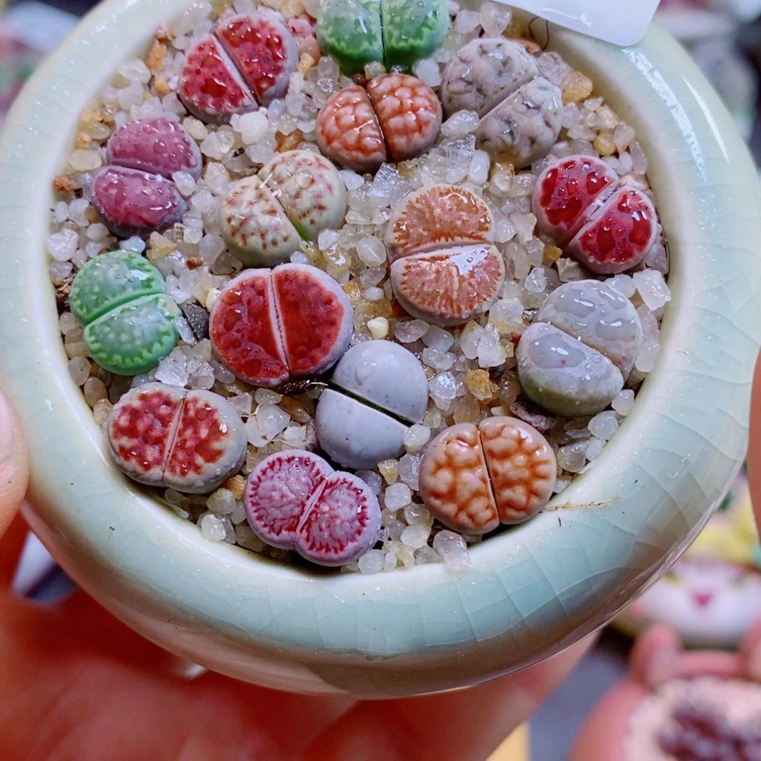 生石花花花花花花花848