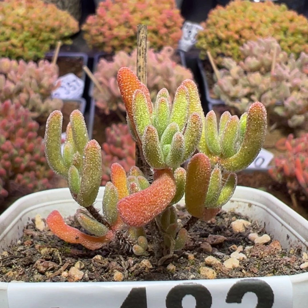 【闪购商品】天***?e482琉璃黄锦枝干番杏