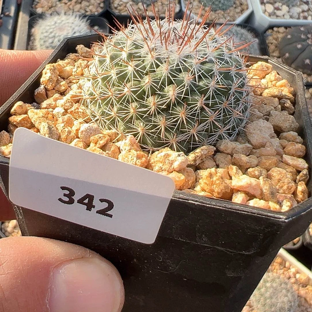 琳达，仙人球，实生，不含刺直径3.9厘米