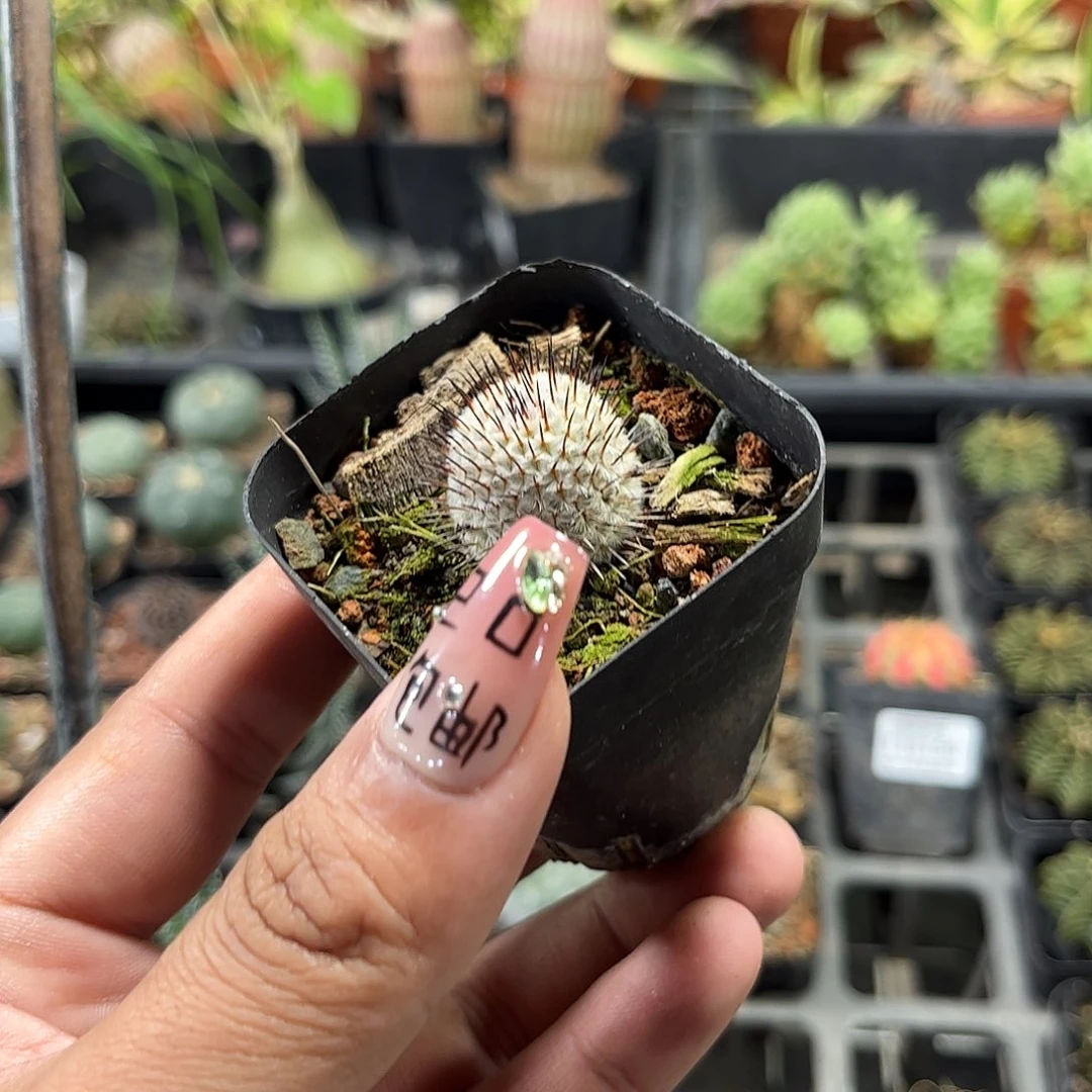 直刺蓓蕾单头发货单头