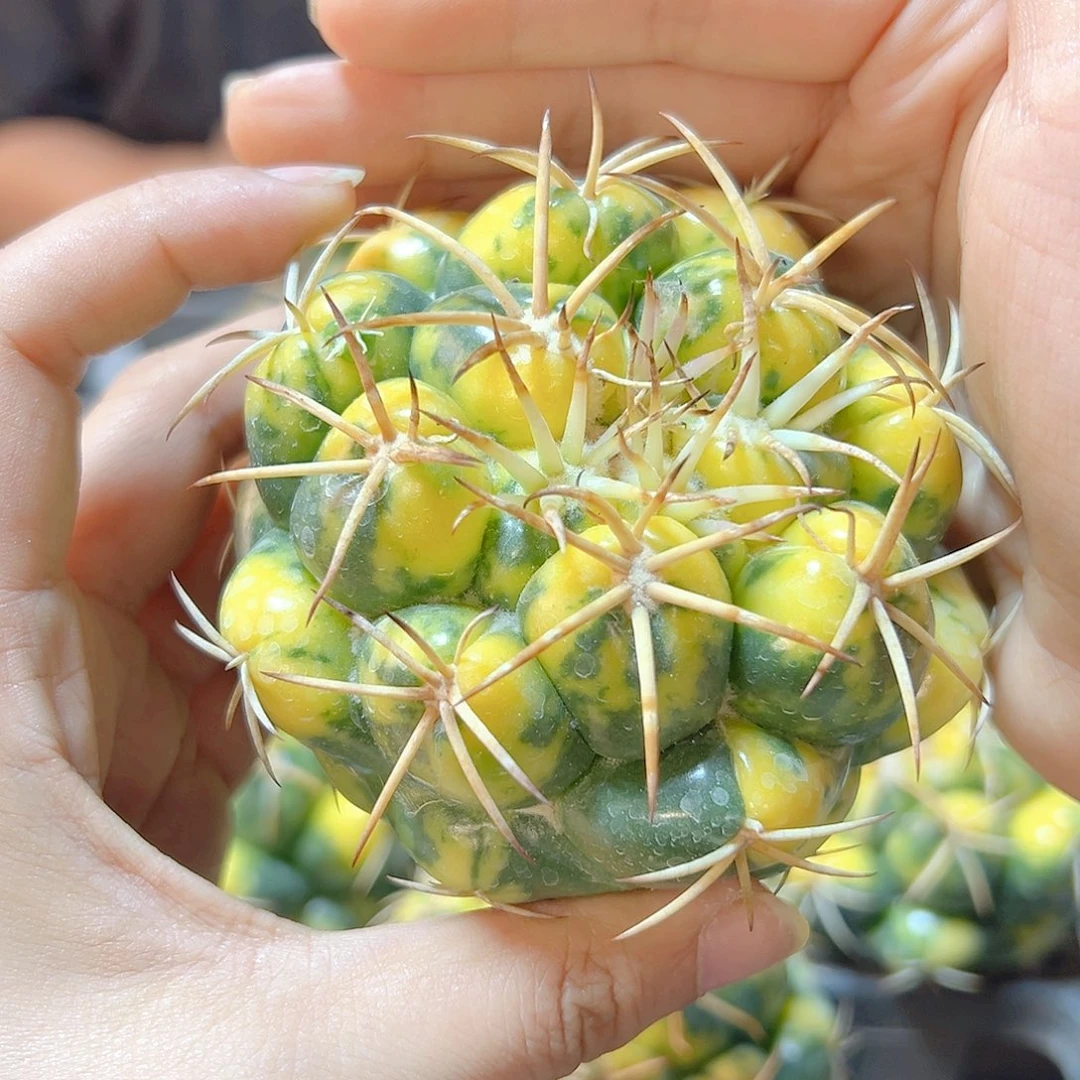 巨象锦无根尤接8.5公分