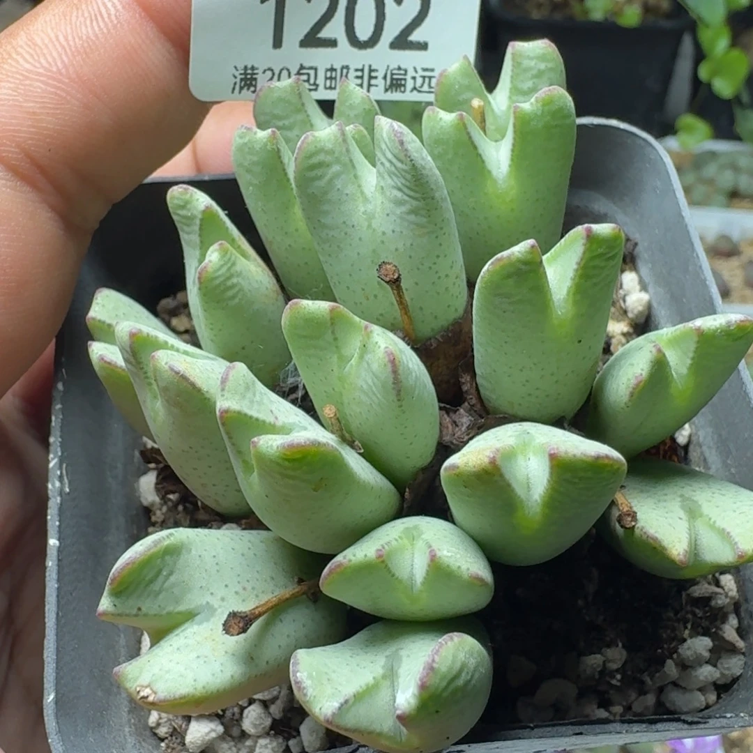 少将带盆土17头。