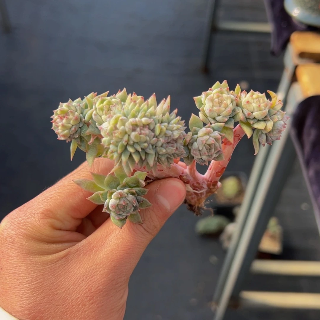 新年快乐 侧切冰魄