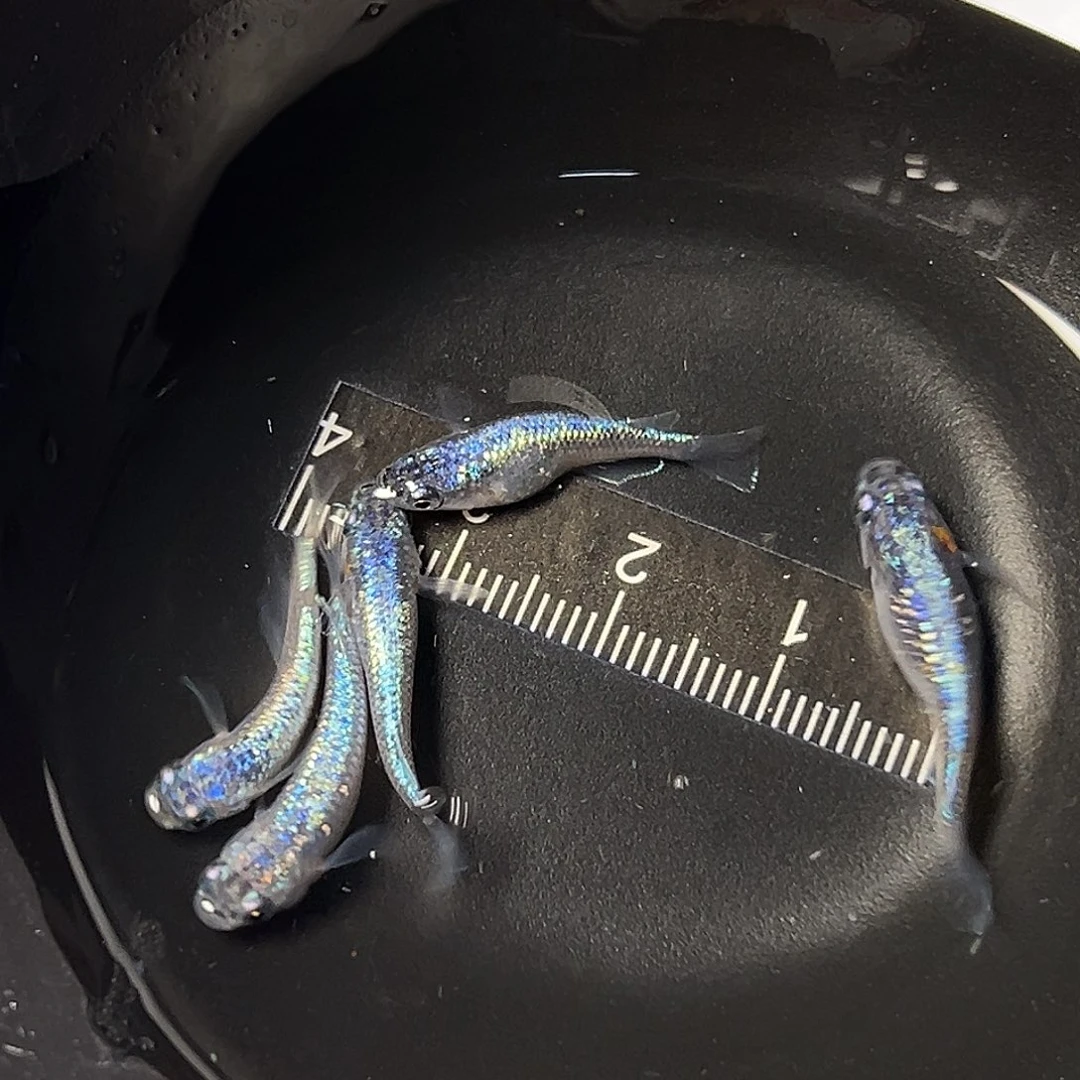 海水海王星一组35号