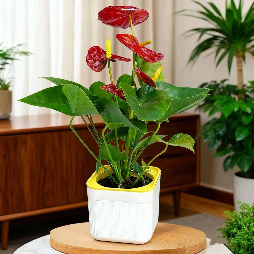 【4--6朵】红掌吸水盆栽室内四季开花可水培净化空气美观花卉绿植