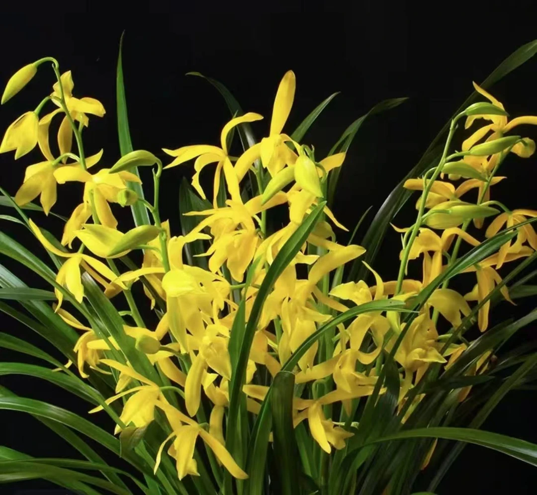 【黄金小神童】浓香型兰花带4-6枝花剑一物一拍
