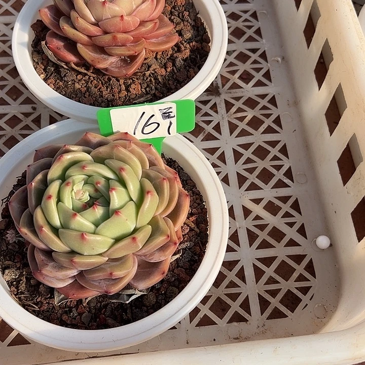 16山茶一个脱土多肉