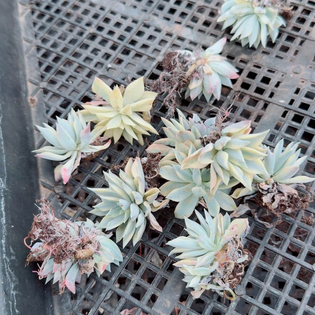 pulchella锦十棵量拍5-50