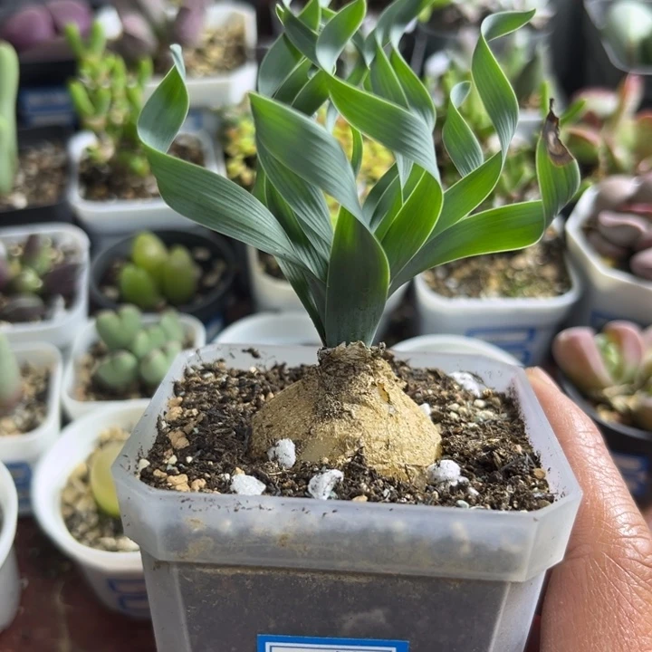 007 宽叶弹簧草多肉植物